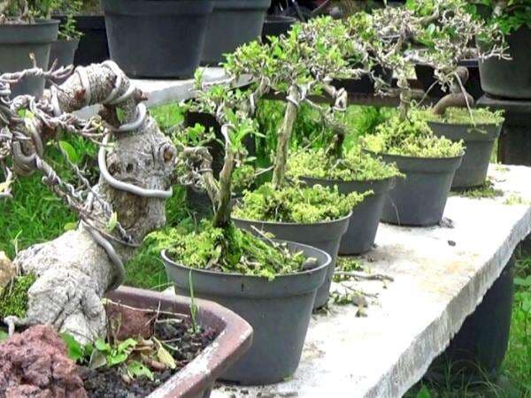 Diam-diam Bonsai Buatan Petani Indonesia Jadi Rebutan di Asia dan Eropa! Diam-diam Bonsai Buatan Petani Indonesia Jadi Rebutan di Asia dan Eropa!