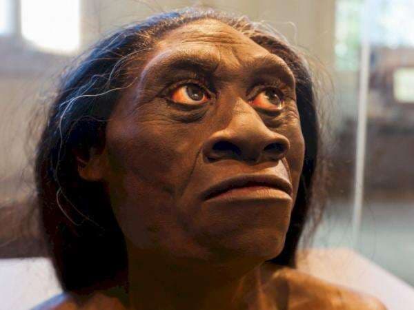 Ilmuwan Klaim Manusia Kerdil 'Hobbit' Flores Belum Punah, Masih Hidup di Indonesia Ilmuwan Klaim Manusia Kerdil 'Hobbit' Flores Belum Punah, Masih Hidup di Indonesia