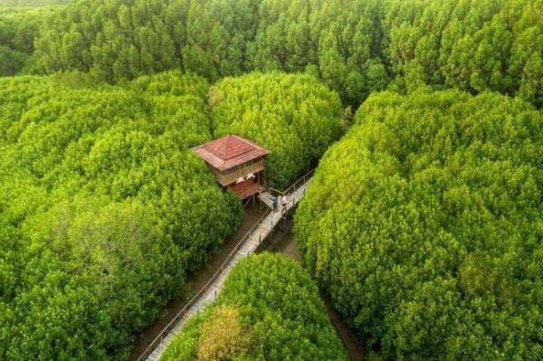 Murah dan Minimalis, Susuri Indahnya Hutan Mangrove Ayah Murah dan Minimalis, Susuri Indahnya Hutan Mangrove Ayah