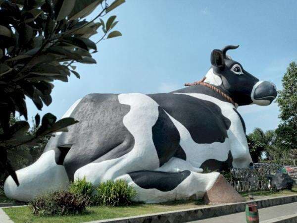 Dijuluki New Zealand van Java, Boyolali Ternyata Punya ‘Sapi’ Raksasa Dijuluki New Zealand van Java, Boyolali Ternyata Punya ‘Sapi’ Raksasa