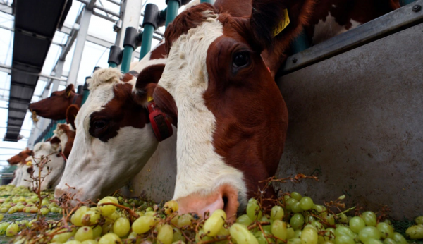 Mengagumkan! Peternakan Sapi Perah di Australia Justru Berhasil Tingkatkan Produksi Susu dengan Memanfaatkan Teknologi Rendah