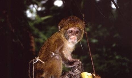 Inggris Laporkan Kasus Virus Cacar Monyet Langka