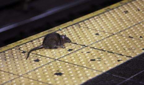 Tikus Semakin Merajalela di New York City, 7.400 Aduan Masuk ke Layanan Kota Hingga April