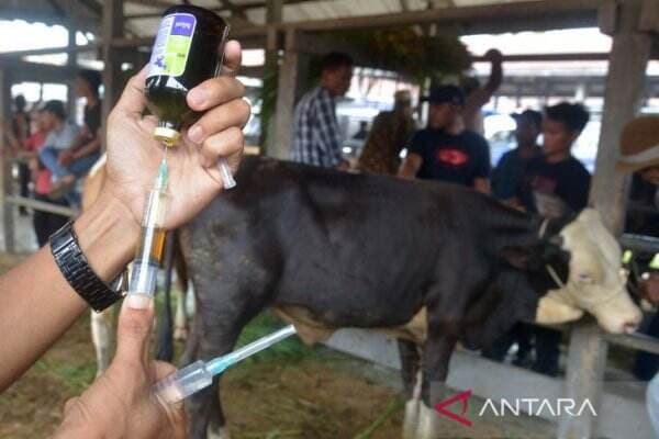 Sebanyak 49 Ekor Sapi di Aceh Besar Terindikasi Penyakit Mulut dan Kuku (PMK)