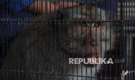 Inggris Konfirmasi Kasus Cacar Monyet atau Monkeypox, Kenali Gejalanya