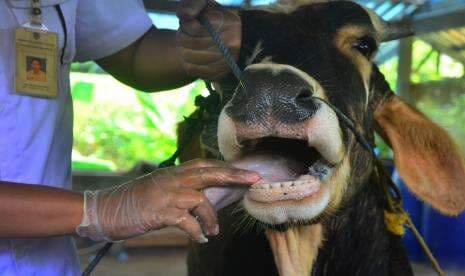 Ratusan Ternak di Garut Dilaporkan Terinfeksi Penyakit Mulut dan Kuku