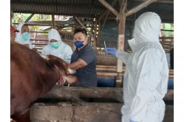 Efek Penyakit PMK, Bali Gagal Jual Sapi dan Babi ke Jatim