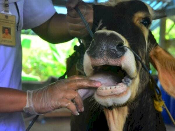 Hewan Ternak Terserang Penyakit Mulut-Kuku, Pemprov DKI Bakal Perketat Pemeriksaan Daging