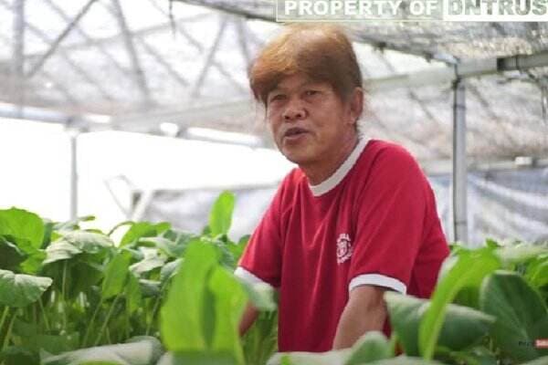 Kisah Sukses Pria di Sleman, Bertani Hidroponik di Lahan Sempit