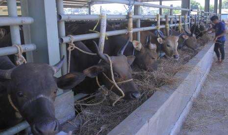 Lebih dari 4.000 Ekor Ternak di Mataram Berpotensi Terserang PMK