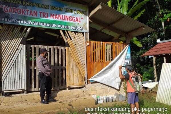Temuan Penyakit PMK di Kulon Progo, 1 Desa Dilokalisir