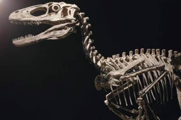 Fosil Dinosaurus yang Menginspirasi `Jurassic Park` Terjual Rp181 Miliar