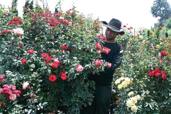 Merawat Mawar Impor: Wangi Strong, Warna Cerah, dan Adaptif Merawat Mawar Impor: Wangi Strong, Warna Cerah, dan Adaptif