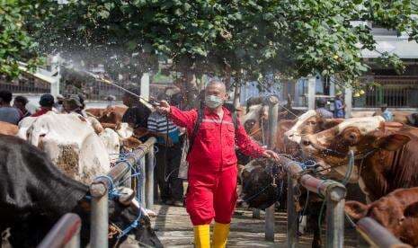 Cegah PMK, Yogyakarta Semprot Disinfektan di Kandang Hingga RPH