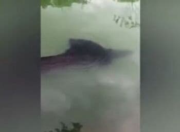 5 Fakta Kemunculan Ikan Raksasa di Danau Ranu Pakis yang Gemparkan Warga Lumajang 5 Fakta Kemunculan Ikan Raksasa di Danau Ranu Pakis yang Gemparkan Warga Lumajang