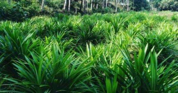 Terungkap, 4 Jenis Tanaman Ini Mengandung Partikel Emas, Salah Satunya Daun Pandan Terungkap, 4 Jenis Tanaman Ini Mengandung Partikel Emas, Salah Satunya Daun Pandan