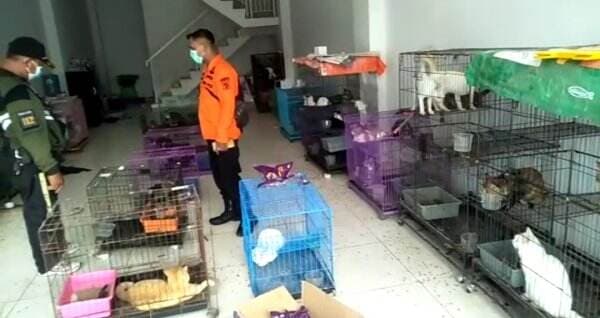 120 Ekor Kucing Ditinggal di Dalam Ruko, Pemilik Tak Ada Kabar