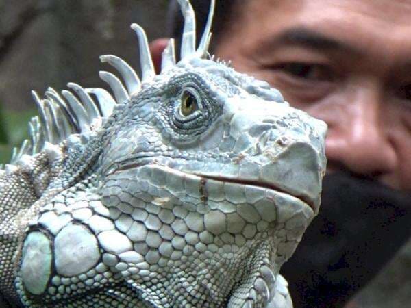 Temuan Baru! Reptil Purba Ternyata Bisa Berkembang Biak Pakai Pasir Gunung Bromo Temuan Baru! Reptil Purba Ternyata Bisa Berkembang Biak Pakai Pasir Gunung Bromo