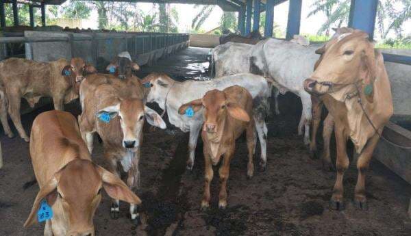 Tanpa Surat Keterangan Kesehatan, Hewan Ternak Dilarang Masuk ke Kota Bandung! Tanpa Surat Keterangan Kesehatan, Hewan Ternak Dilarang Masuk ke Kota Bandung!