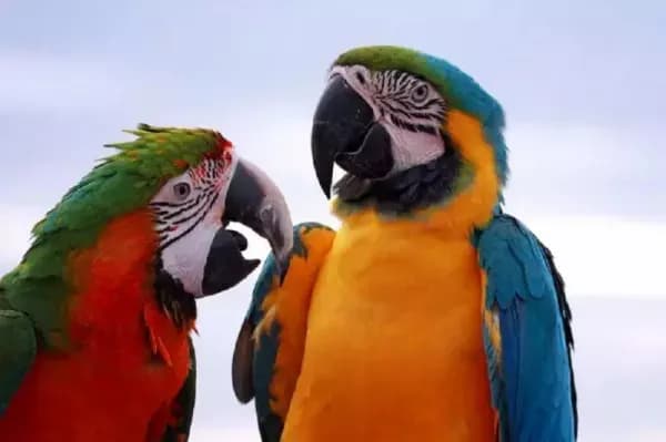 5 Koleksi Burung Seharga Ratusan Juta di Objek Wisata Lembang Park Zoo Hilang, Polisi Periksa 20 Saksi