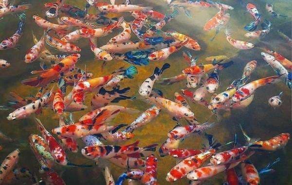 Soreang Cup Koi Show 2022 Digelar di Bandung, Jadi Ajang Kebangkitan Ekonomi di Era Covid-19 Soreang Cup Koi Show 2022 Digelar di Bandung, Jadi Ajang Kebangkitan Ekonomi di Era Covid-19