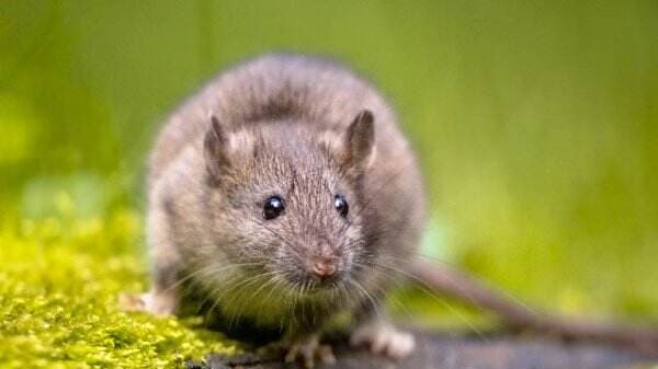 Populasi Tikus Meningkat Pesat, Masyarakat Takut Penyakit Mewabah