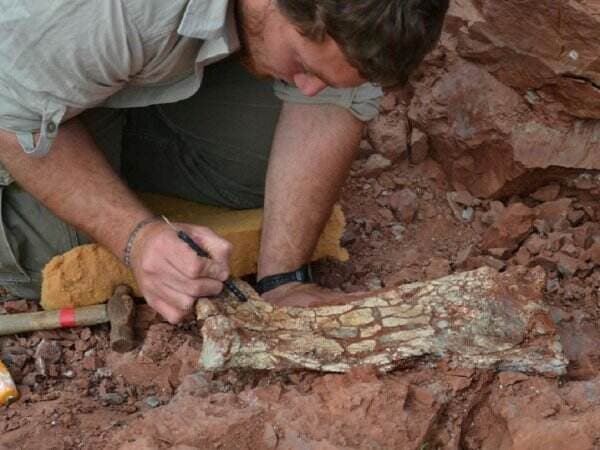 Peneliti Temukan Fosil Naga Maut, Rentang Sayapnya 9 Meter