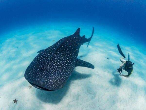 Fakta Hius Paus, Ikan Terbesar di Dunia yang Beratnya Bisa Capai Berton-ton Fakta Hius Paus, Ikan Terbesar di Dunia yang Beratnya Bisa Capai Berton-ton