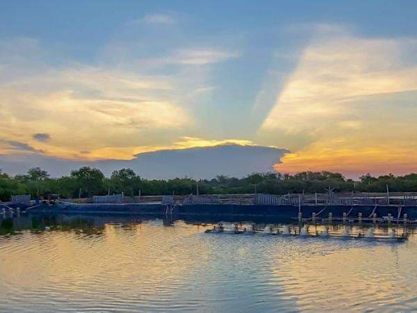 Melihat Cantiknya Tempat Budidaya Udang Vaname Terbaik di Madura Melihat Cantiknya Tempat Budidaya Udang Vaname Terbaik di Madura