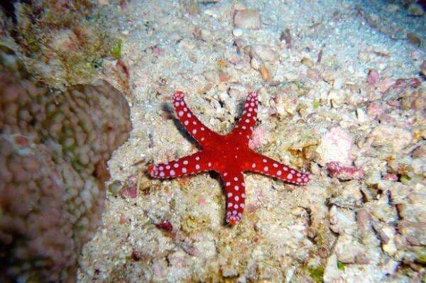Jarang Diketahui, Ini 5 Hewan yang Mempunyai Alat Kelamin Terpisah Jarang Diketahui, Ini 5 Hewan yang Mempunyai Alat Kelamin Terpisah