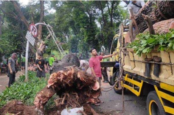 Pohon Besar Tumbang di Jalan Latuharhari Manteng, 5 Alat Berat Dikerahkan Pohon Besar Tumbang di Jalan Latuharhari Manteng, 5 Alat Berat Dikerahkan