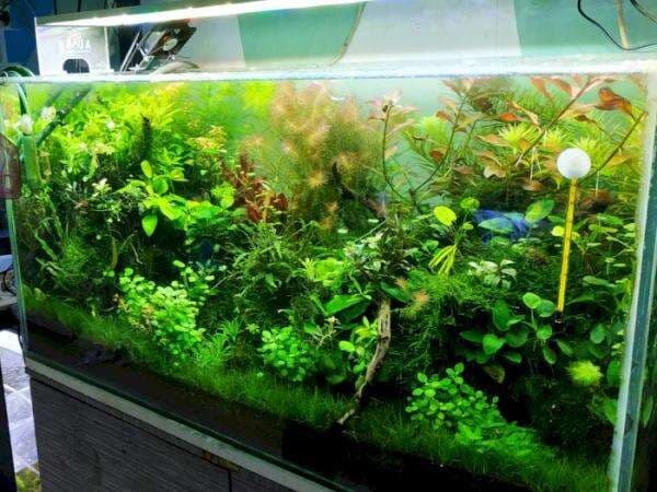 Modal Lihat YouTube, Hobi Merangkai Aquascape Bisa Jadi Cuan Tambahan! Modal Lihat YouTube, Hobi Merangkai Aquascape Bisa Jadi Cuan Tambahan!