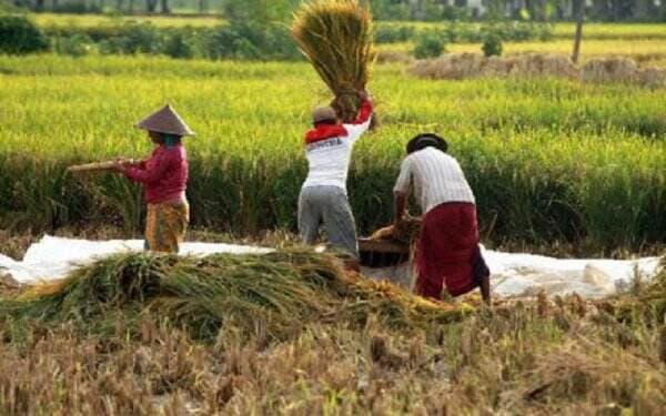 Sektor Pertanian Menjadi Tumpuan, Bupati Sambas : Pemerintah Berkomitmen Menjaga Petani dan Lahan