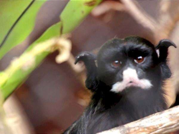 Aneh, Ada Monyet Berkepala Singa dan Berkuping Kelelawar di Kota Batu Aneh, Ada Monyet Berkepala Singa dan Berkuping Kelelawar di Kota Batu