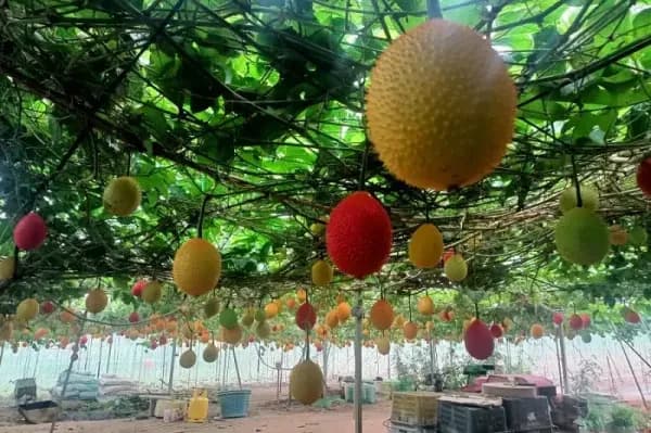 Mencicipi Gac Fruit, Buah Unik Khas Pahang yang Miliki Manfaat bagi Kesehatan Mencicipi Gac Fruit, Buah Unik Khas Pahang yang Miliki Manfaat bagi Kesehatan