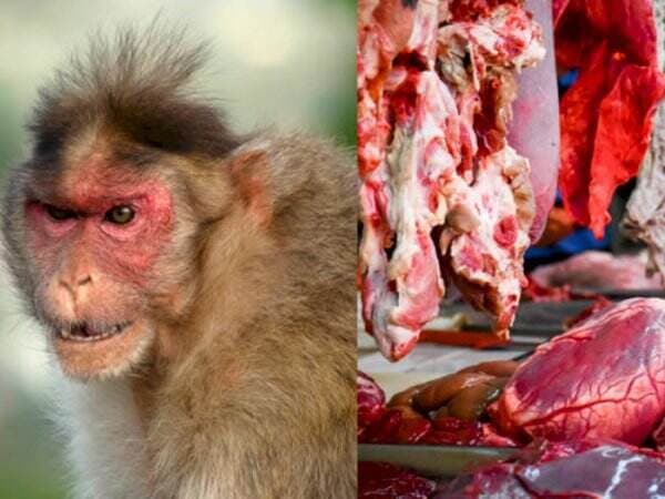 Cegah Penyebaran Cacar Monyet, CDC Imbau Masyarakat Tak Makan Daging Jenis Ini