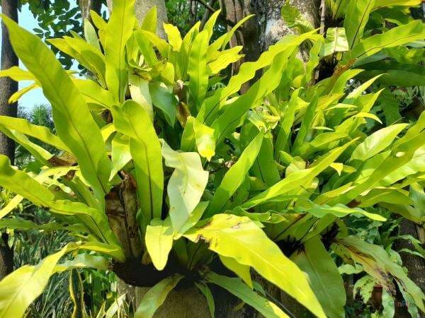 Menanam Tanaman Kadaka, Bikin Rumah Makin Asri dan Kaya Manfaat Menanam Tanaman Kadaka, Bikin Rumah Makin Asri dan Kaya Manfaat