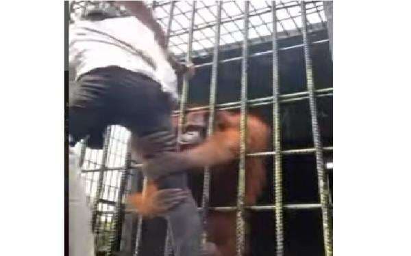 Video Viral Orangutan Tarik Baju hingga Kaki Pengunjung, Netizen: Dia Naksir Si Mas Video Viral Orangutan Tarik Baju hingga Kaki Pengunjung, Netizen: Dia Naksir Si Mas
