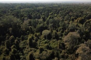 Jurnalis Inggris Hilang di Hutan Amazon, Brasil Gelar Pencarian