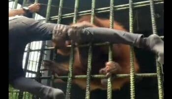 Viral Pemuda Ditarik Orangutan Akibat Bikin Konten, Pelaku Sengaja Lompati Pagar Pembatas