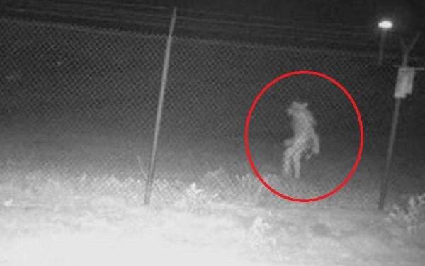 Heboh Penampakan Sosok Mirip Manusia Serigala Terekam CCTV Kebun Binatang Heboh Penampakan Sosok Mirip Manusia Serigala Terekam CCTV Kebun Binatang