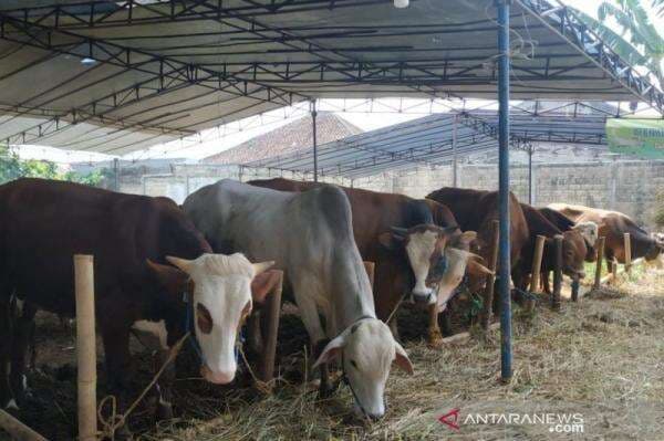 Sapi di Palembang Terpaksa Diobati Pakai Paracetamol dan Amoxilin Sapi di Palembang Terpaksa Diobati Pakai Paracetamol dan Amoxilin