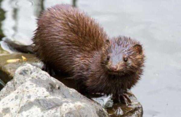 4 Hewan Laut yang Sudah Punah, Nomor 3 Tidak Diketahui Penyebabnya 4 Hewan Laut yang Sudah Punah, Nomor 3 Tidak Diketahui Penyebabnya