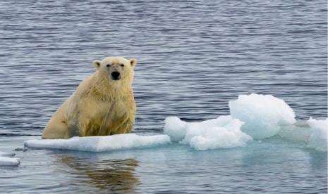 Pintar! Beruang Kutub Greenland Beradaptasi dengan Perubahan Iklim