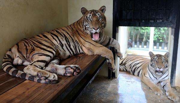 Jaga Kelestarian Satwa Langka, Sumbar Bentuk 3 Wilayah Ramah Harimau Jaga Kelestarian Satwa Langka, Sumbar Bentuk 3 Wilayah Ramah Harimau