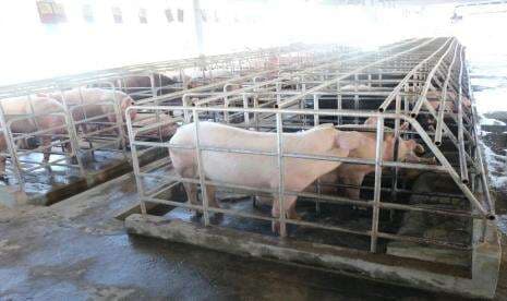Cegah PMK, Karantina Pertanian Padang Cegah Pengiriman Daging Babi ke Mentawai