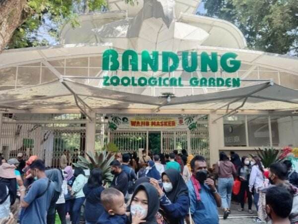 Isi Liburan Sekolah, Siapa Mau Jadi Perawat Binatang di Bandung Zoo? Begini Caranya