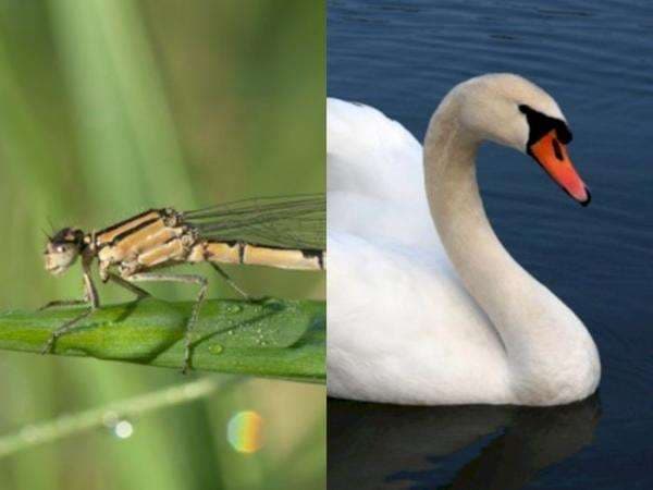 Bukan Cuma Manusia, Hewan Juga Ada yang LGBT! Berikut 5 Hewan yang Suka Sesama Jenis! Bukan Cuma Manusia, Hewan Juga Ada yang LGBT! Berikut 5 Hewan yang Suka Sesama Jenis!