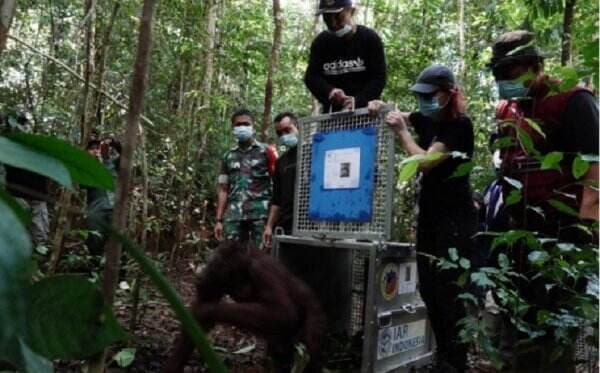 Selesai Rehabilitasi, 5 Orang Utan Dilepasliarkan di Taman Nasional Bukit Baka Bukit Raya