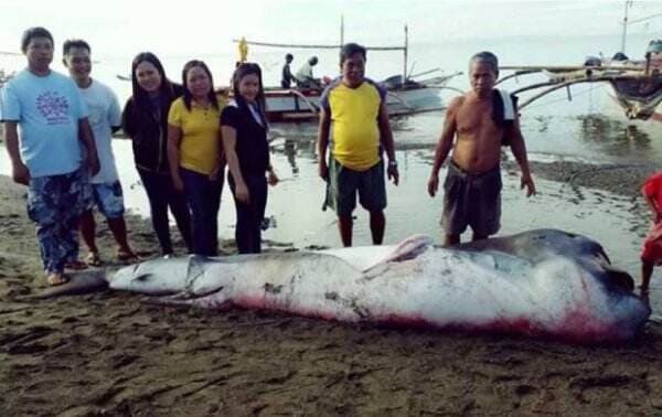 Hiu Bermulut Besar yang Langka Sepanjang 4,5 Meter Terdampar di Filipina